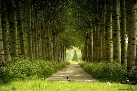 images-11
